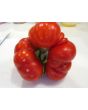 Tomato 'Costoluto Genovese'