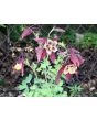 Columbine Mix 