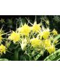 Columbine Mix 