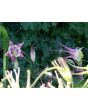 Columbine Mix 