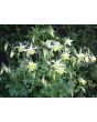 Columbine Mix 