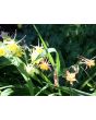 Columbine Mix 