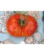 Tomato 'Legs Diamond' 