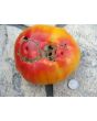 Tomato 'Gold Medal'
