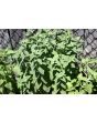 Catnip