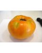 Tomato 'Goldie' 