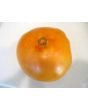 Tomato 'Goldie' 