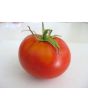 Tomato 'North Queen' AKA 'Severnaya Koroleva' 