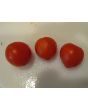 Tomato 'Micro Tom'