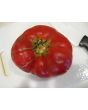 Tomato 'Ferris Wheel' 