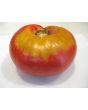 Tomato 'Sandul Moldovan'