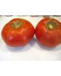 Tomato 'Garden Leader Monster'