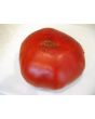 Tomato 'Garden Leader Monster'