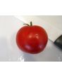 Tomato 'Manitoba'