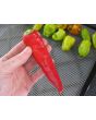 Hot Pepper ‘Cyklon' Seeds (Certified Organic)