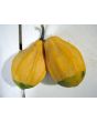 The Ultimate Gourd Seed Mix