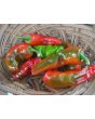Sweet Pepper 'Melrose’ Seeds (Certified Organic)
