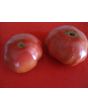 Tomato 'German Giant'