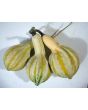 The Ultimate Gourd Seed Mix