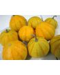 The Ultimate Gourd Seed Mix