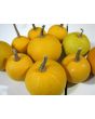 The Ultimate Gourd Seed Mix