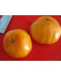 Tomato 'Dr. Wyche's Yellow'