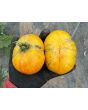 Tomato 'Plan 9 From Outer Space' Seeds (Certified Organic)