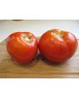 Tomato 'Abraham Lincoln'