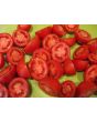 Tomato 'Mary's Square Paste' AKA 'Grandma Mary's Paste' 