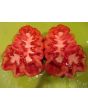 Tomato 'Pink Accordion'