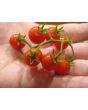 Tomato 'Sara's Galapagos' 