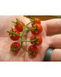 Tomato 'Sara's Galapagos' 