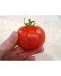 Tomato 'New Yorker' Seeds (Certified Organic)