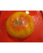 Tomato 'Hillbilly' 