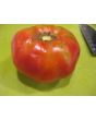Tomato 'Rufus Carrigan's Mexican Pink'