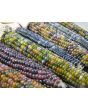 Glass Gem Corn Seeds