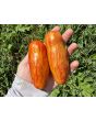 Tomato 'Yellow Tulip' Seeds (Certified Organic)