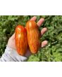 Tomato 'Yellow Tulip' Seeds (Certified Organic)