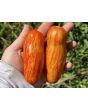 Tomato 'Yellow Tulip' Seeds (Certified Organic)