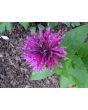 Bee Balm 'Purple Rooster' 
