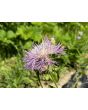 Basket Flower 'Pink' Seeds (Certified Organic)