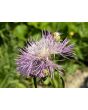 Basket Flower 'Pink' Seeds (Certified Organic)