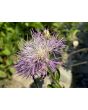 Basket Flower 'Pink' Seeds (Certified Organic)