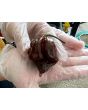 Hot Pepper ‘Trinidad Chocolate Scorpion Cappuccino’ Seeds (Certified Organic)