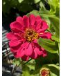 Zinnia 'Magellan Mix' Seeds (Certified Organic)