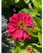 Zinnia 'Magellan Mix' Seeds (Certified Organic)