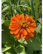 Zinnia 'Magellan Mix' Seeds (Certified Organic)