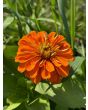 Zinnia 'Magellan Mix' Seeds (Certified Organic)