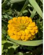 Zinnia 'Magellan Mix' Seeds (Certified Organic)