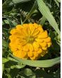 Zinnia 'Magellan Mix' Seeds (Certified Organic)